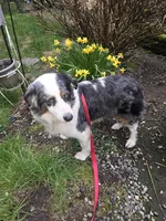 Bella, a female Australian Shepherd for sale in Duvall, WA – 1 of 3