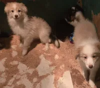 Winston, a male Miniature Australian Shepherd for sale in Duvall, WA – 2 of 3