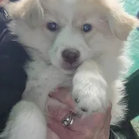 Puff, a female Miniature Australian Shepherd for sale in Duvall, WA – Photo 2 of 2