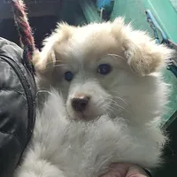 Puff, a female Miniature Australian Shepherd for sale in Duvall, WA – Photo 1 of 2