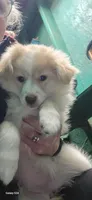 Puff, a female Miniature Australian Shepherd for sale in Duvall, WA – 3 of 3