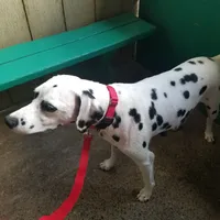 Ladybug, a female Dalmatian for sale in Duvall, WA – Photo 2 of 2
