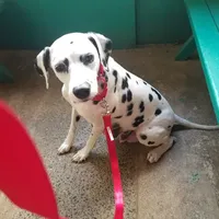 Ladybug, a female Dalmatian for sale in Duvall, WA – Photo 1 of 2