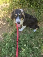 Buddy, a male Australian Shepherd for sale in Duvall, WA – 4 of 5