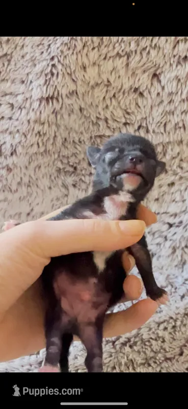 Apple  – Chihuahua puppy for sale in Santa Rosa, CA