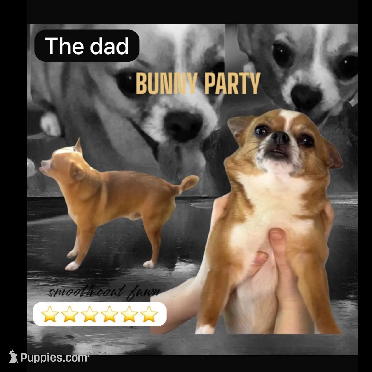 Gocci, a female Chihuahua for sale in Santa Rosa, CA – Photo 3 of 4