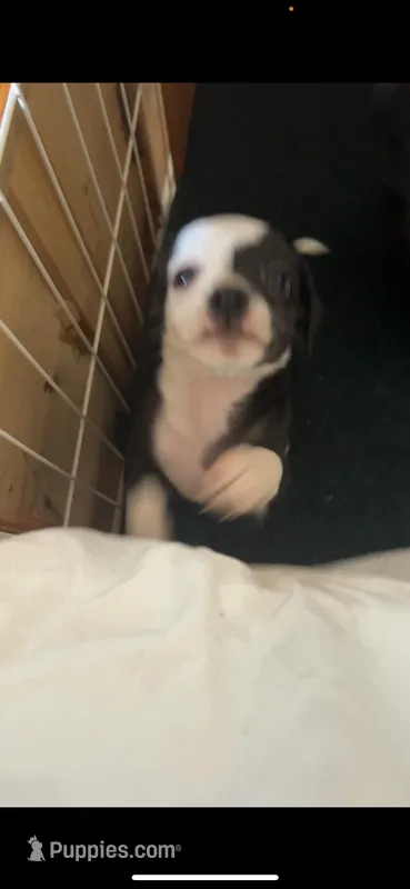 Biscuts - now ready for his new home  – Chihuahua puppy for sale in Santa Rosa, CA