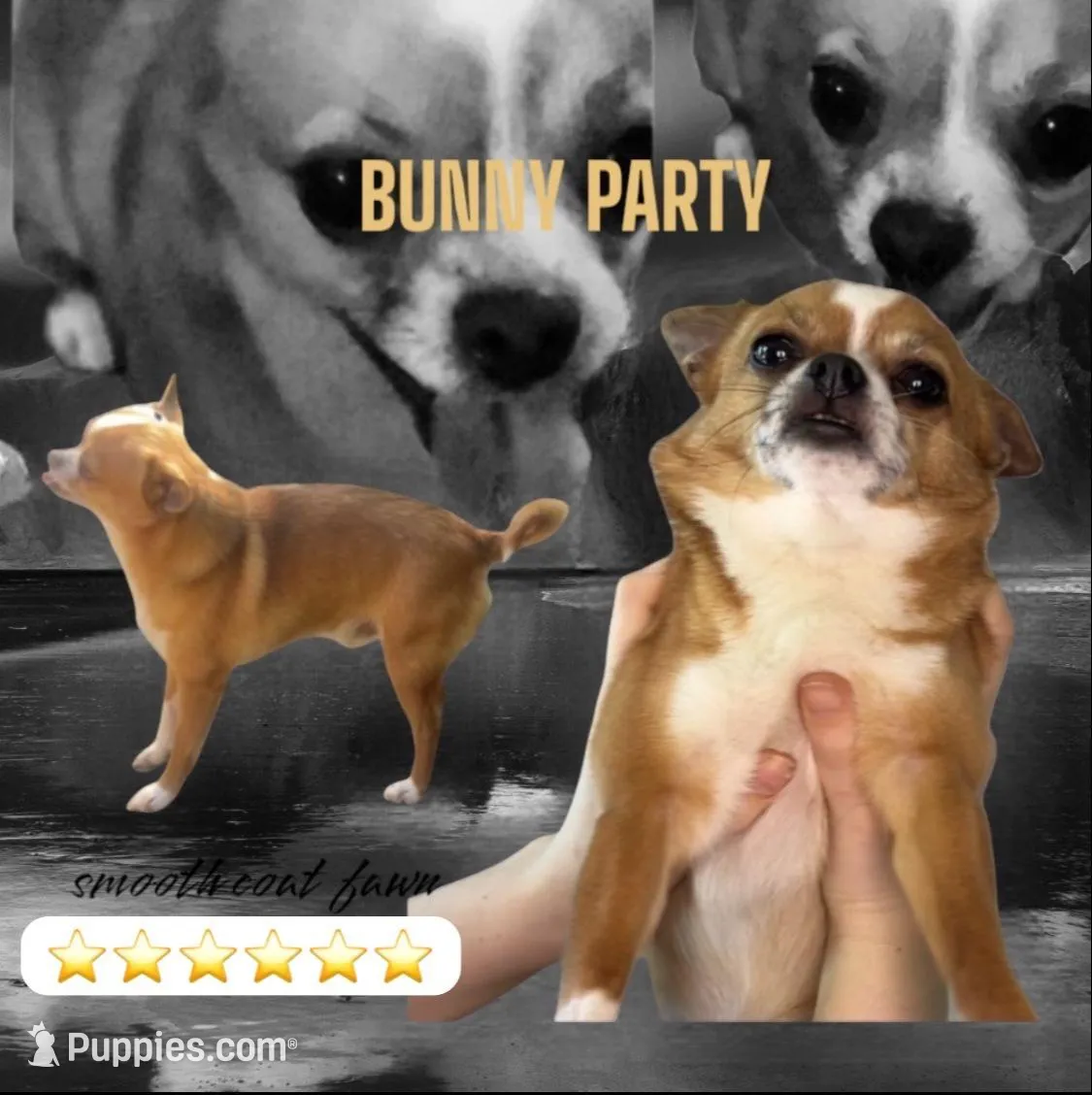 Apple , a male Chihuahua for sale in Santa Rosa, CA – Photo 2 of 2