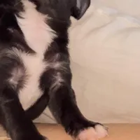 ✅ Apple - now available for his new home, a male Chihuahua for sale in Santa Rosa, CA – Photo 3 of 4