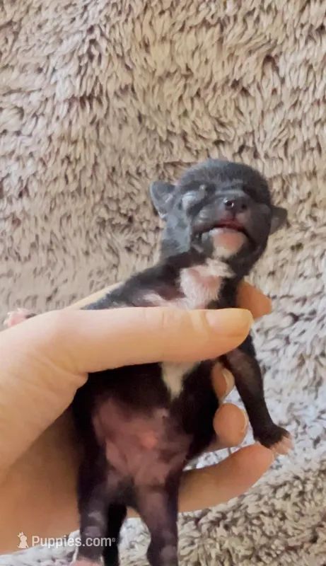 ✅ Apple - now available for his new home, a male Chihuahua for sale in Santa Rosa, CA – Photo 1 of 3