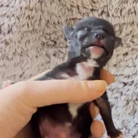 ✅ Apple - now available for his new home, a male Chihuahua for sale in Santa Rosa, CA – Photo 1 of 4