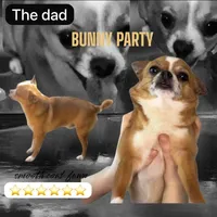 ✅ Apple - now available for his new home, a male Chihuahua for sale in Santa Rosa, CA – Photo 2 of 4