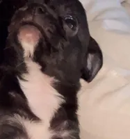 Apple, a male Chihuahua for sale in Santa Rosa, CA – Photo 1 of 4