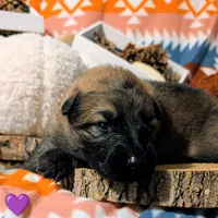 Purple Collar, a female German Shepherd Dog for sale in Richmond, KY – Photo 5 of 10