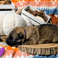 Purple Collar, a female German Shepherd Dog for sale in Richmond, KY – Photo 6 of 10