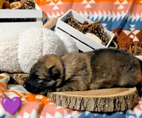 Purple Collar, a female German Shepherd Dog for sale in Richmond, KY – Photo 6 of 10