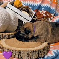 Purple Collar, a female German Shepherd Dog for sale in Richmond, KY – Photo 9 of 10