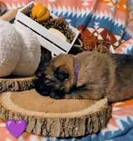 Purple Collar, a female German Shepherd Dog for sale in Richmond, KY – Photo 9 of 10