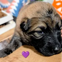 Purple Collar, a female German Shepherd Dog for sale in Richmond, KY – Photo 10 of 10