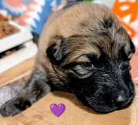 Purple Collar, a female German Shepherd Dog for sale in Richmond, KY – Photo 10 of 10