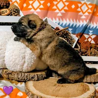 Purple Collar, a female German Shepherd Dog for sale in Richmond, KY – Photo 7 of 10