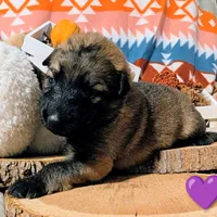 Purple Collar, a female German Shepherd Dog for sale in Richmond, KY – Photo 4 of 10