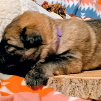 Purple Collar, a female German Shepherd Dog for sale in Richmond, KY – Photo 2 of 10