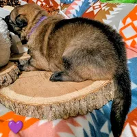 Purple Collar, a female German Shepherd Dog for sale in Richmond, KY – Photo 8 of 10