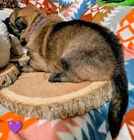 Purple Collar, a female German Shepherd Dog for sale in Richmond, KY – Photo 8 of 10