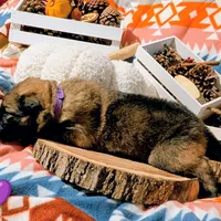 Purple Collar, a female German Shepherd Dog for sale in Richmond, KY – Photo 3 of 10