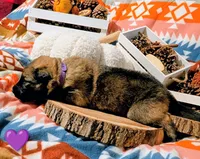 Purple Collar, a female German Shepherd Dog for sale in Richmond, KY – Photo 3 of 10