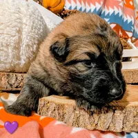 Purple Collar, a female German Shepherd Dog for sale in Richmond, KY – Photo 1 of 10