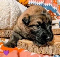 Purple Collar, a female German Shepherd Dog for sale in Richmond, KY – Photo 1 of 10