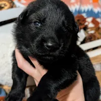Gray Collar, a male German Shepherd Dog for sale in Richmond, KY – Photo 1 of 10
