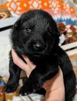 Gray Collar, a male German Shepherd Dog for sale in Richmond, KY – Photo 1 of 10