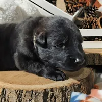 Gray Collar, a male German Shepherd Dog for sale in Richmond, KY – Photo 4 of 10