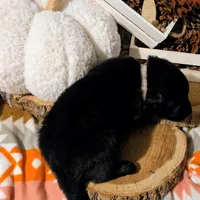 Gray Collar, a male German Shepherd Dog for sale in Richmond, KY – Photo 8 of 10