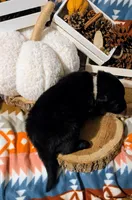 Gray Collar, a male German Shepherd Dog for sale in Richmond, KY – Photo 8 of 10