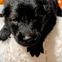 Gray Collar, a male German Shepherd Dog for sale in Richmond, KY – Photo 3 of 10