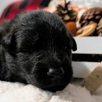 Gray Collar, a male German Shepherd Dog for sale in Richmond, KY – Photo 6 of 10