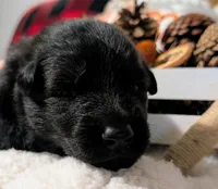 Gray Collar, a male German Shepherd Dog for sale in Richmond, KY – Photo 6 of 10