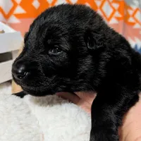 Gray Collar, a male German Shepherd Dog for sale in Richmond, KY – Photo 2 of 10