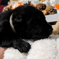 Gray Collar, a male German Shepherd Dog for sale in Richmond, KY – Photo 7 of 10