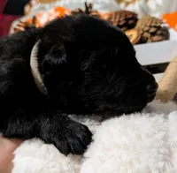 Gray Collar, a male German Shepherd Dog for sale in Richmond, KY – Photo 7 of 10