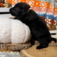 Gray Collar, a male German Shepherd Dog for sale in Richmond, KY – Photo 5 of 10