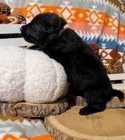 Gray Collar, a male German Shepherd Dog for sale in Richmond, KY – Photo 5 of 10