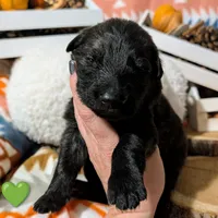 Green Collar, a female German Shepherd Dog for sale in Richmond, KY – Photo 5 of 9
