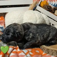 Green Collar, a female German Shepherd Dog for sale in Richmond, KY – Photo 4 of 9