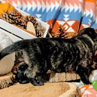 Green Collar, a female German Shepherd Dog for sale in Richmond, KY – Photo 1 of 9