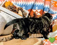 processed/1927accd-5952-44e4-a01d-606434a87016/listing/59eac1df-a85c-4fed-9b67-f70430220109/42f6df7e-8886-4972-b733-c55b9f7ef350